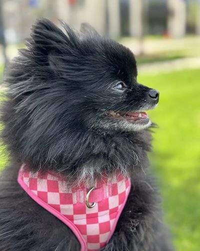 Ember, a fluffy black Pomeranian in a pink checkered harness, sitting on the grass in a park