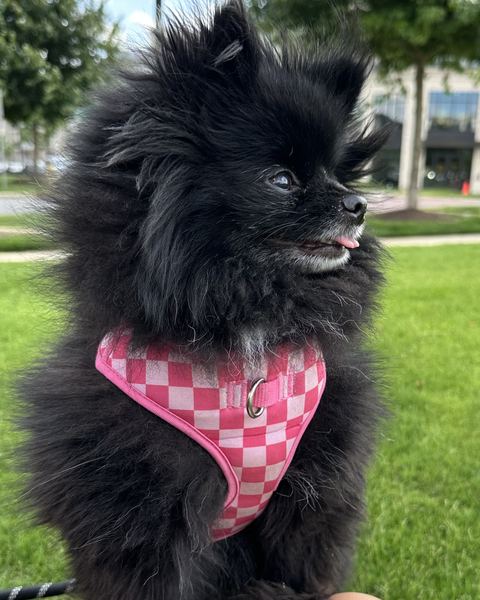Ember, a black Pomeranian with a grey-white muzzle, tongue out, wearing a pink-and-white checkered harness